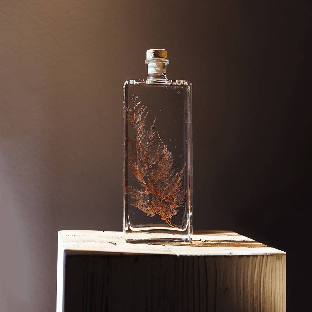 L'Herbarium Fougère Flocon - plante immergée