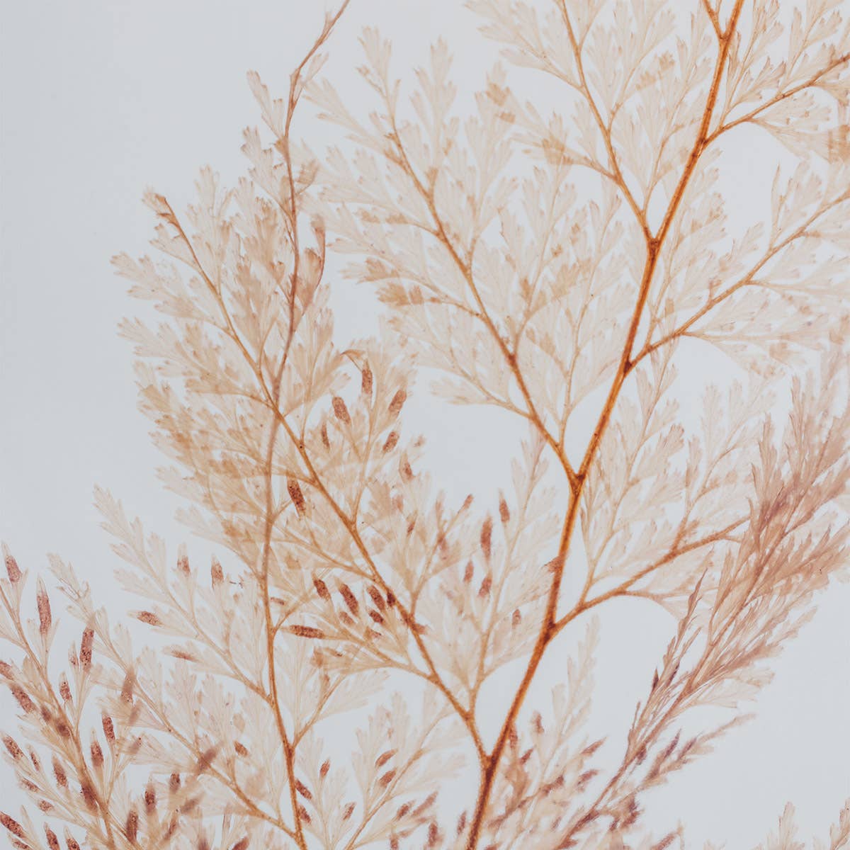 L'Herbarium Fougère Flocon - plante immergée