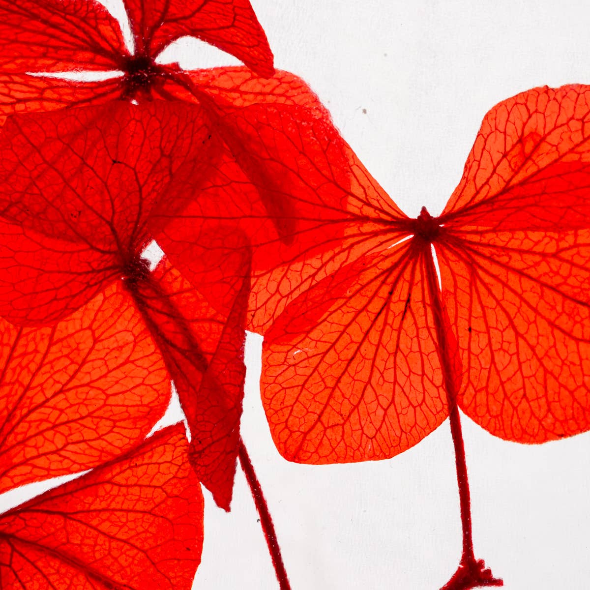 L'Herbarium Hortensia rouge Passion éternel