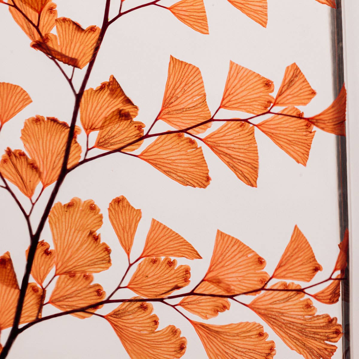 L'Herbarium Luthi Terracotta - plante immergée