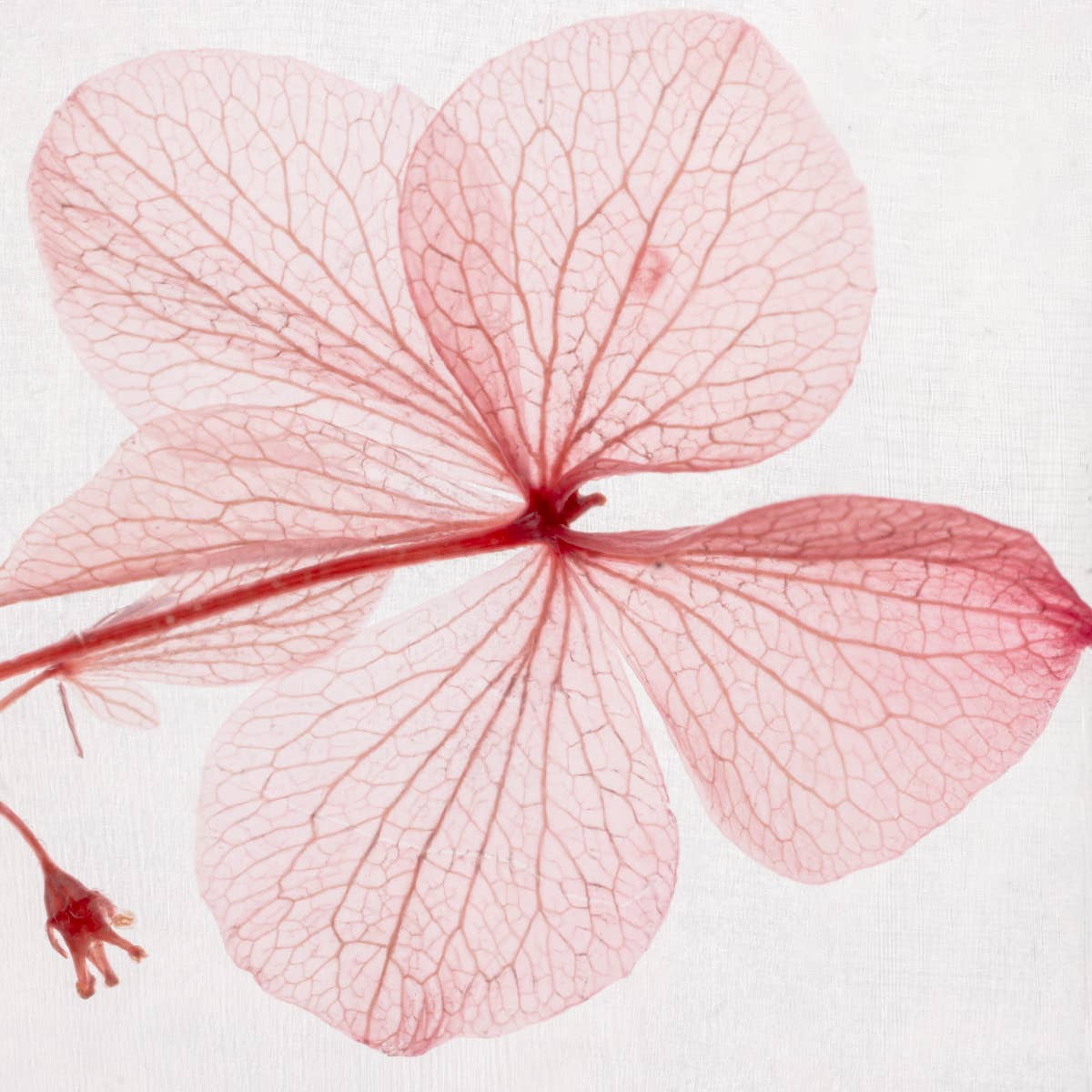 L'Herbarium Hortensia rose - Fleur immergée