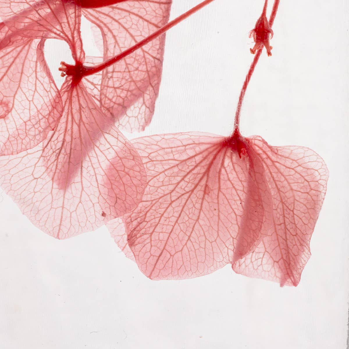 L'Herbarium Hortensia rose - Fleur immergée