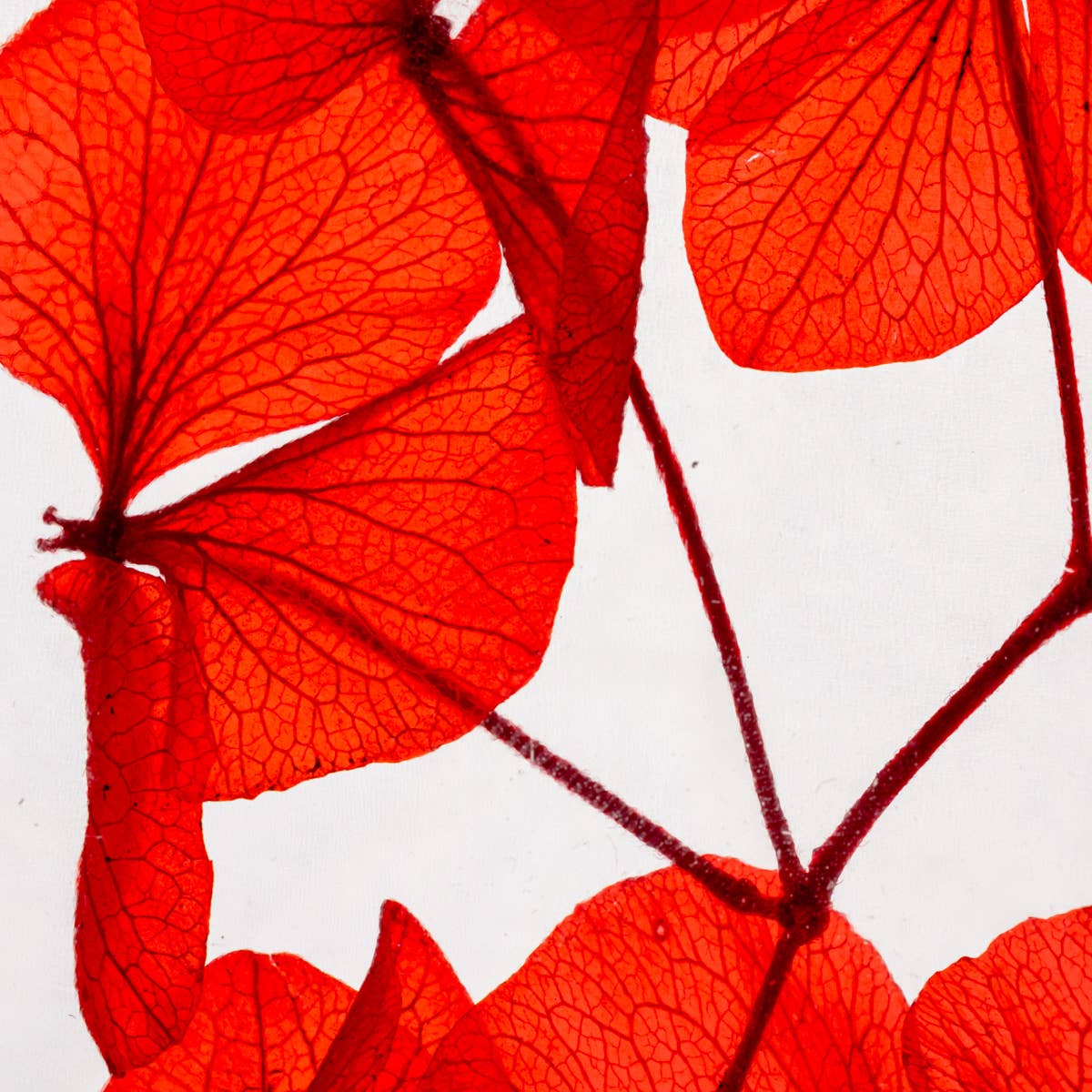 L'Herbarium Hortensia rouge Passion éternel
