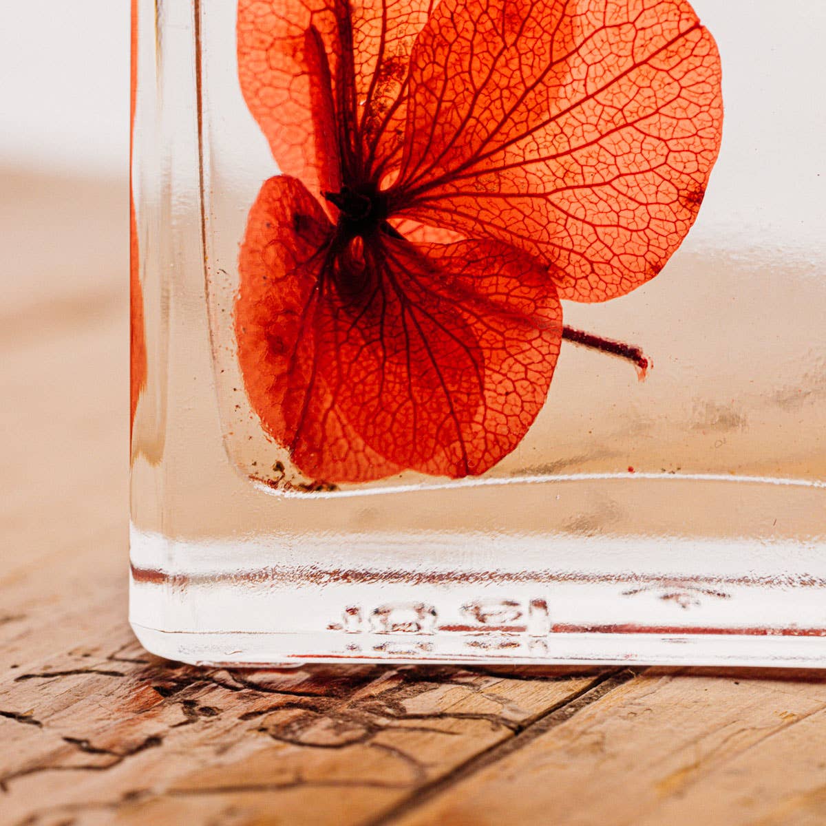 L'Herbarium Hortensia rouge Passion éternel