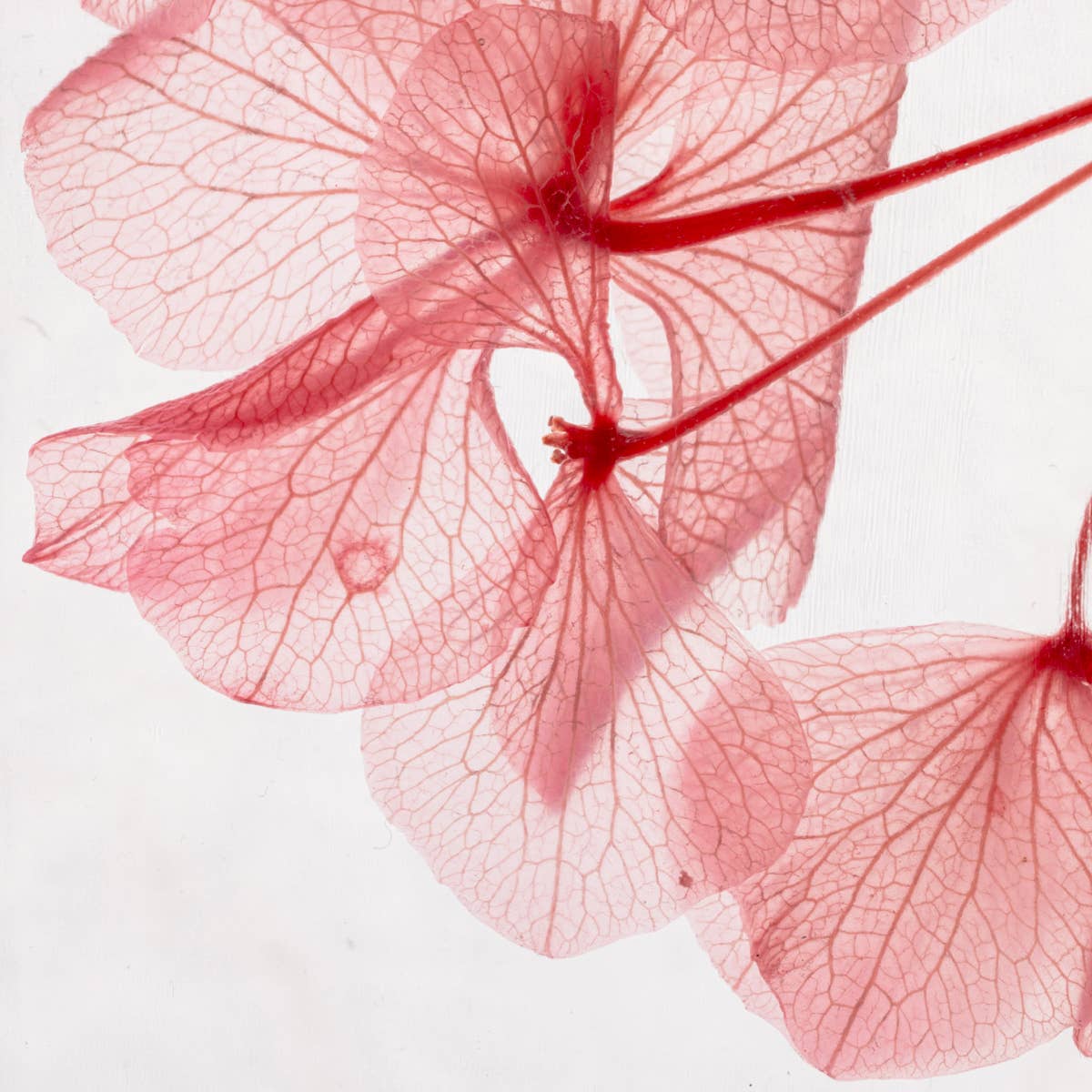 L'Herbarium Hortensia rose - Fleur immergée