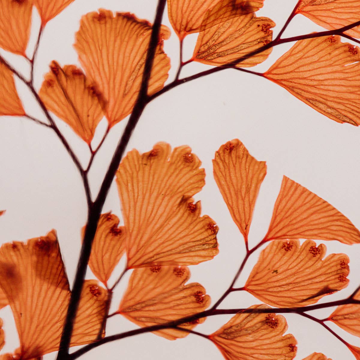 L'Herbarium Luthi Terracotta - plante immergée