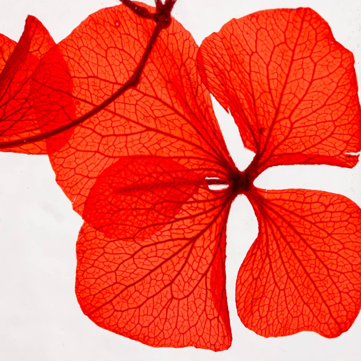 L'Herbarium Hortensia rouge Passion éternel