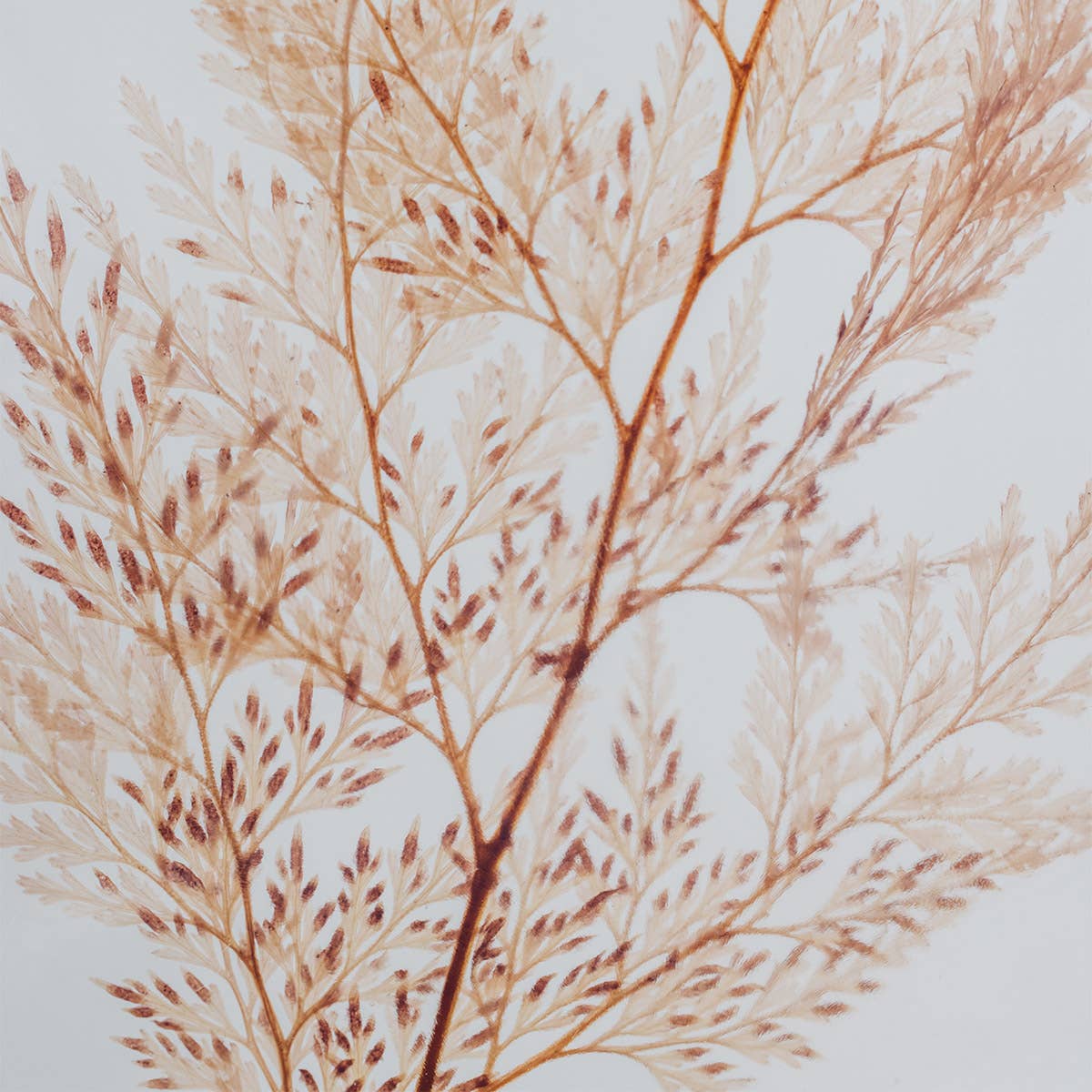 L'Herbarium Fougère Flocon - plante immergée
