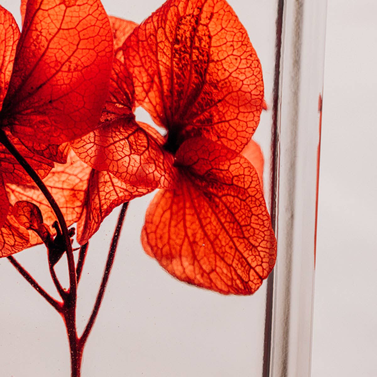 L'Herbarium Hortensia rouge Passion éternel