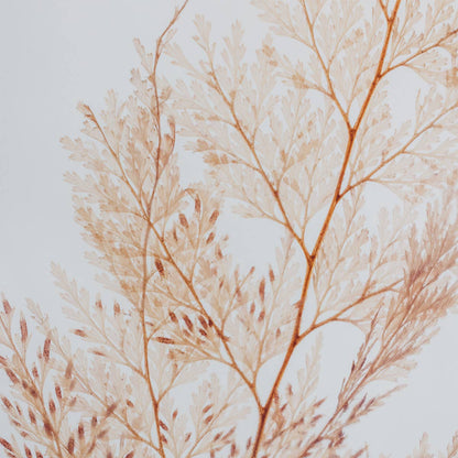 L'Herbarium Fougère Flocon - plante immergée