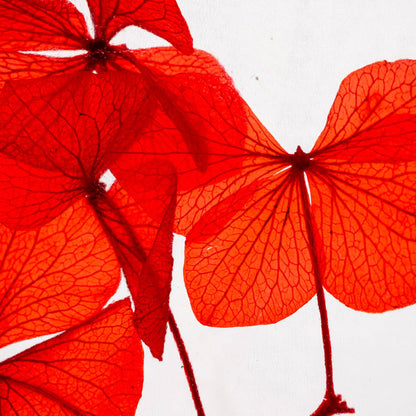 L'Herbarium Hortensia rouge Passion éternel