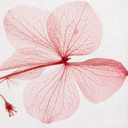 L'Herbarium Hortensia rose - Fleur immergée