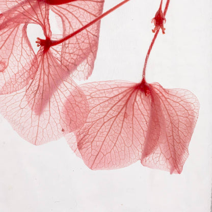 L'Herbarium Hortensia rose - Fleur immergée