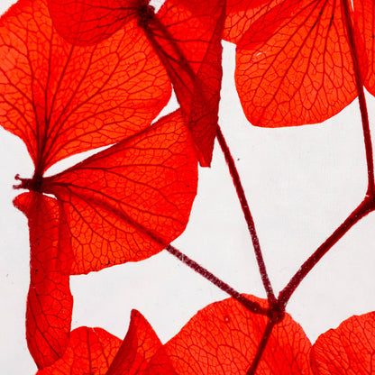 L'Herbarium Hortensia rouge Passion éternel