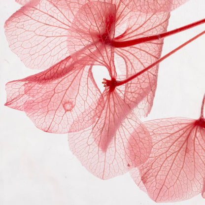 L'Herbarium Hortensia rose - Fleur immergée