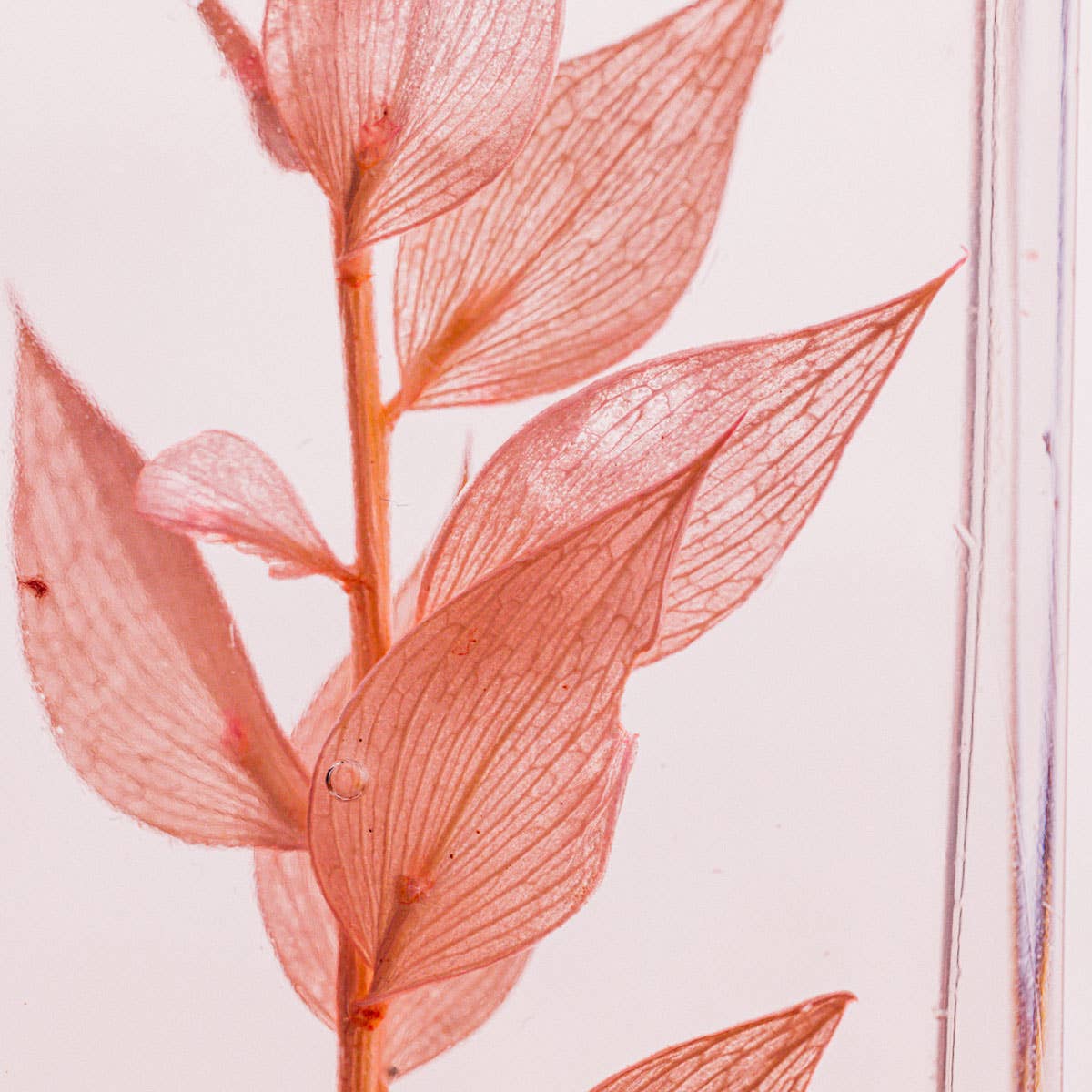 L'Herbarium Ruscus rose 706C - plante immergée