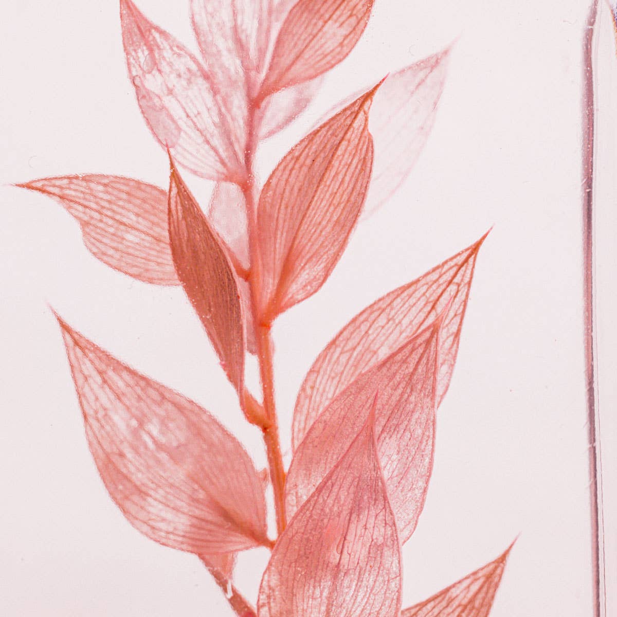 L'Herbarium Ruscus rose 706C - plante immergée