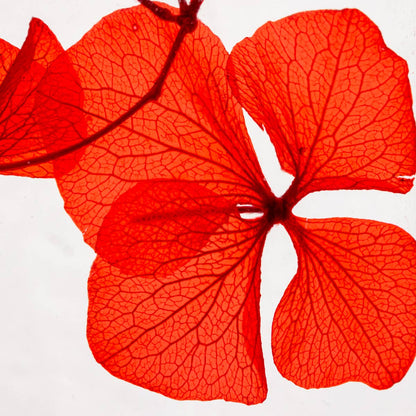 L'Herbarium Hortensia rouge Passion éternel