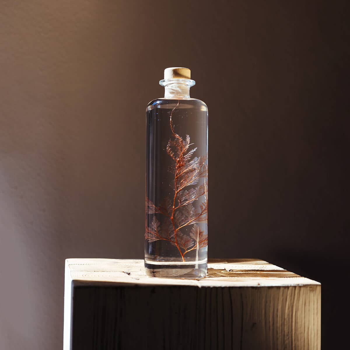 L'Herbarium Fougère Flocon - plante immergée