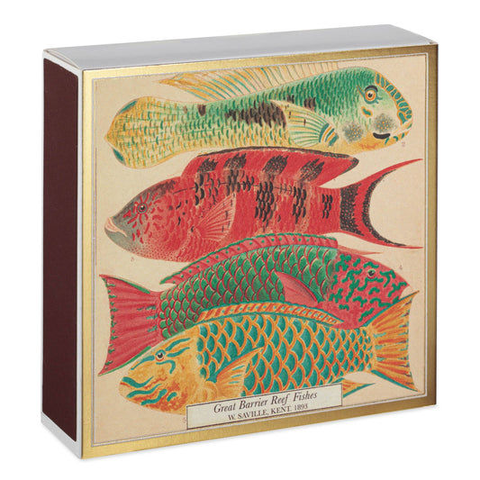 Musée d'Histoire Naturelle Poisson | Carré - Allumettes de Sécurité